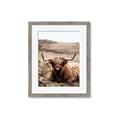Picture of Furry Brown Cow _GroupedProduct_Rectangle_Portrait_Photography _GroupedProduct_Rectangle_Portrait_Framed_Matted_
