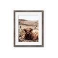 Picture of Furry Brown Cow _GroupedProduct_Rectangle_Portrait_Photography _GroupedProduct_Rectangle_Portrait_Framed_Matted_