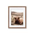 Picture of Furry Brown Cow _GroupedProduct_Rectangle_Portrait_Photography _GroupedProduct_Rectangle_Portrait_Framed_Matted_