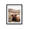 Picture of Furry Brown Cow _GroupedProduct_Rectangle_Portrait_Photography _GroupedProduct_Rectangle_Portrait_Framed_Matted_