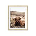 Picture of Furry Brown Cow _GroupedProduct_Rectangle_Portrait_Photography _GroupedProduct_Rectangle_Portrait_Framed_Matted_