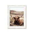 Picture of Furry Brown Cow _GroupedProduct_Rectangle_Portrait_Photography _GroupedProduct_Rectangle_Portrait_Framed_Matted_