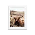 Picture of Furry Brown Cow _GroupedProduct_Rectangle_Portrait_Photography _GroupedProduct_Rectangle_Portrait_Framed_Matted_