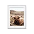 Picture of Furry Brown Cow _GroupedProduct_Rectangle_Portrait_Photography _GroupedProduct_Rectangle_Portrait_Framed_Matted_