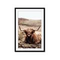 Picture of Furry Brown Cow _GroupedProduct_Rectangle_Portrait_Photography _GroupedProduct_Rectangle_Portrait_Framed_Matted_