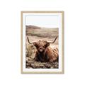 Picture of Furry Brown Cow _GroupedProduct_Rectangle_Portrait_Photography _GroupedProduct_Rectangle_Portrait_Framed_Matted_