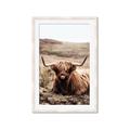 Picture of Furry Brown Cow _GroupedProduct_Rectangle_Portrait_Photography _GroupedProduct_Rectangle_Portrait_Framed_Matted_
