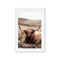 Picture of Furry Brown Cow _GroupedProduct_Rectangle_Portrait_Photography _GroupedProduct_Rectangle_Portrait_Framed_Matted_