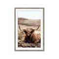 Picture of Furry Brown Cow _GroupedProduct_Rectangle_Portrait_Photography _GroupedProduct_Rectangle_Portrait_Framed_Matted_