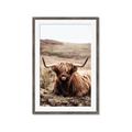 Picture of Furry Brown Cow _GroupedProduct_Rectangle_Portrait_Photography _GroupedProduct_Rectangle_Portrait_Framed_Matted_