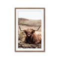 Picture of Furry Brown Cow _GroupedProduct_Rectangle_Portrait_Photography _GroupedProduct_Rectangle_Portrait_Framed_Matted_