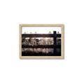 Picture of Farm Fence _GroupedProduct_Rectangle_Landscape_Photography _GroupedProduct_Rectangle_Landscape_Framed_Matted_