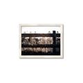Picture of Farm Fence _GroupedProduct_Rectangle_Landscape_Photography _GroupedProduct_Rectangle_Landscape_Framed_Matted_