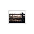 Picture of Farm Fence _GroupedProduct_Rectangle_Landscape_Photography _GroupedProduct_Rectangle_Landscape_Framed_Matted_