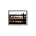 Picture of Farm Fence _GroupedProduct_Rectangle_Landscape_Photography _GroupedProduct_Rectangle_Landscape_Framed_Matted_