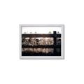 Picture of Farm Fence _GroupedProduct_Rectangle_Landscape_Photography _GroupedProduct_Rectangle_Landscape_Framed_Matted_