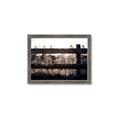 Picture of Farm Fence _GroupedProduct_Rectangle_Landscape_Photography _GroupedProduct_Rectangle_Landscape_Framed_Matted_