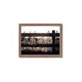 Picture of Farm Fence _GroupedProduct_Rectangle_Landscape_Photography _GroupedProduct_Rectangle_Landscape_Framed_Matted_