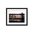 Picture of Farm Fence _GroupedProduct_Rectangle_Landscape_Photography _GroupedProduct_Rectangle_Landscape_Framed_Matted_
