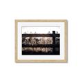 Picture of Farm Fence _GroupedProduct_Rectangle_Landscape_Photography _GroupedProduct_Rectangle_Landscape_Framed_Matted_