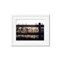 Picture of Farm Fence _GroupedProduct_Rectangle_Landscape_Photography _GroupedProduct_Rectangle_Landscape_Framed_Matted_