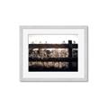 Picture of Farm Fence _GroupedProduct_Rectangle_Landscape_Photography _GroupedProduct_Rectangle_Landscape_Framed_Matted_