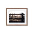 Picture of Farm Fence _GroupedProduct_Rectangle_Landscape_Photography _GroupedProduct_Rectangle_Landscape_Framed_Matted_