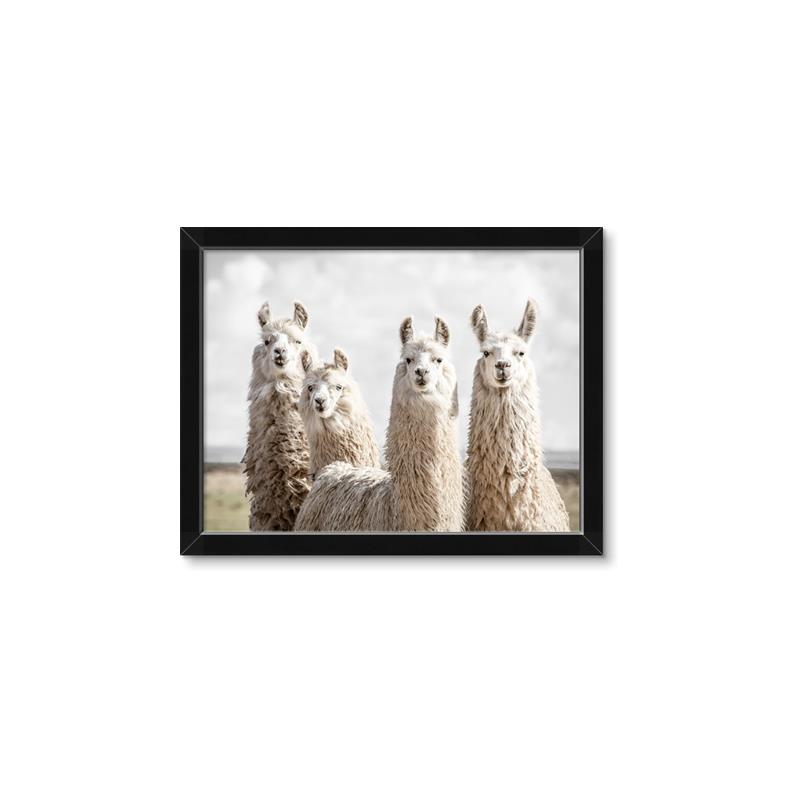 Picture of Llama Fam _GroupedProduct_Rectangle_Landscape_Photography _GroupedProduct_Rectangle_Landscape_Framed_Matted_