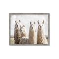 Picture of Llama Fam _GroupedProduct_Rectangle_Landscape_Photography _GroupedProduct_Rectangle_Landscape_Framed_Matted_