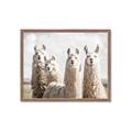 Picture of Llama Fam _GroupedProduct_Rectangle_Landscape_Photography _GroupedProduct_Rectangle_Landscape_Framed_Matted_