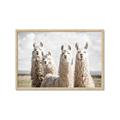 Picture of Llama Fam _GroupedProduct_Rectangle_Landscape_Photography _GroupedProduct_Rectangle_Landscape_Framed_Matted_