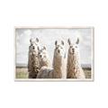 Picture of Llama Fam _GroupedProduct_Rectangle_Landscape_Photography _GroupedProduct_Rectangle_Landscape_Framed_Matted_