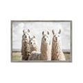 Picture of Llama Fam _GroupedProduct_Rectangle_Landscape_Photography _GroupedProduct_Rectangle_Landscape_Framed_Matted_