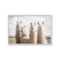 Picture of Llama Fam _GroupedProduct_Rectangle_Landscape_Photography _GroupedProduct_Rectangle_Landscape_Framed_Matted_