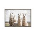 Picture of Llama Fam _GroupedProduct_Rectangle_Landscape_Photography _GroupedProduct_Rectangle_Landscape_Framed_Matted_