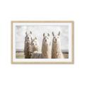 Picture of Llama Fam _GroupedProduct_Rectangle_Landscape_Photography _GroupedProduct_Rectangle_Landscape_Framed_Matted_