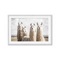 Picture of Llama Fam _GroupedProduct_Rectangle_Landscape_Photography _GroupedProduct_Rectangle_Landscape_Framed_Matted_