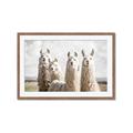 Picture of Llama Fam _GroupedProduct_Rectangle_Landscape_Photography _GroupedProduct_Rectangle_Landscape_Framed_Matted_