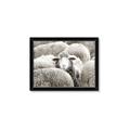 Picture of Sheepish _GroupedProduct_Rectangle_Landscape_Photography _GroupedProduct_Rectangle_Landscape_Framed_Matted_