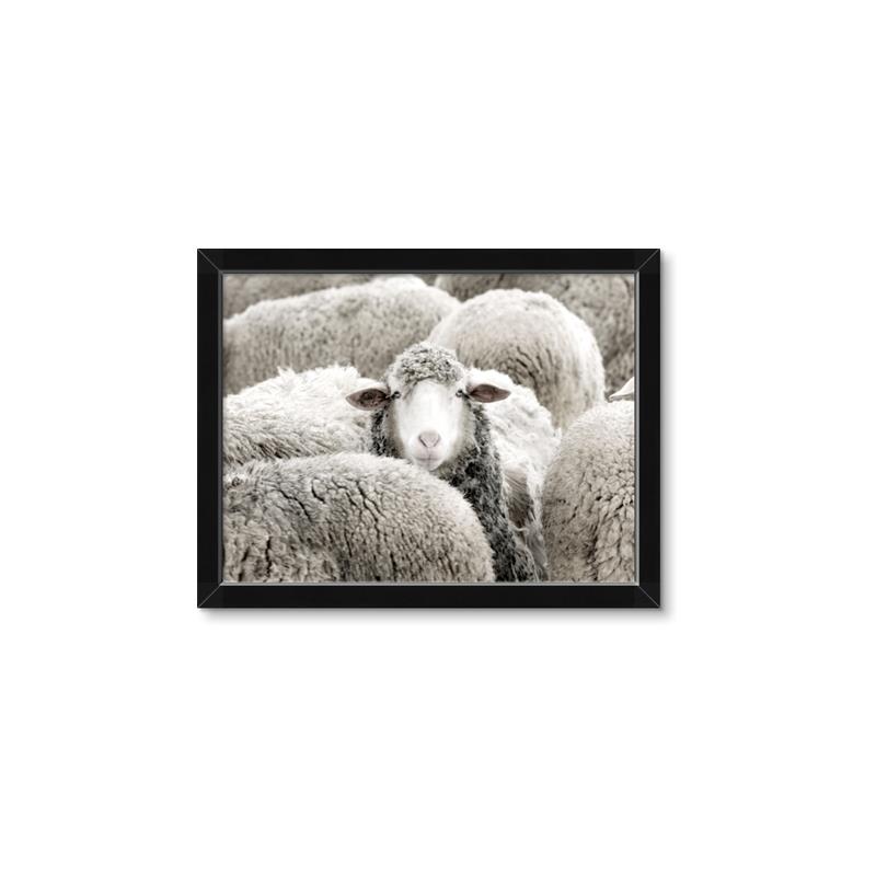 Picture of Sheepish _GroupedProduct_Rectangle_Landscape_Photography _GroupedProduct_Rectangle_Landscape_Framed_Matted_