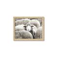 Picture of Sheepish _GroupedProduct_Rectangle_Landscape_Photography _GroupedProduct_Rectangle_Landscape_Framed_Matted_