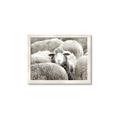 Picture of Sheepish _GroupedProduct_Rectangle_Landscape_Photography _GroupedProduct_Rectangle_Landscape_Framed_Matted_