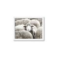 Picture of Sheepish _GroupedProduct_Rectangle_Landscape_Photography _GroupedProduct_Rectangle_Landscape_Framed_Matted_