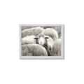 Picture of Sheepish _GroupedProduct_Rectangle_Landscape_Photography _GroupedProduct_Rectangle_Landscape_Framed_Matted_