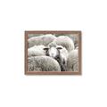 Picture of Sheepish _GroupedProduct_Rectangle_Landscape_Photography _GroupedProduct_Rectangle_Landscape_Framed_Matted_