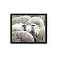 Picture of Sheepish _GroupedProduct_Rectangle_Landscape_Photography _GroupedProduct_Rectangle_Landscape_Framed_Matted_