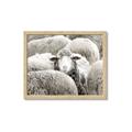 Picture of Sheepish _GroupedProduct_Rectangle_Landscape_Photography _GroupedProduct_Rectangle_Landscape_Framed_Matted_