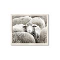 Picture of Sheepish _GroupedProduct_Rectangle_Landscape_Photography _GroupedProduct_Rectangle_Landscape_Framed_Matted_
