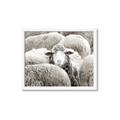 Picture of Sheepish _GroupedProduct_Rectangle_Landscape_Photography _GroupedProduct_Rectangle_Landscape_Framed_Matted_