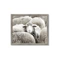 Picture of Sheepish _GroupedProduct_Rectangle_Landscape_Photography _GroupedProduct_Rectangle_Landscape_Framed_Matted_